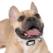 Chutzpah Crown Dog Collar